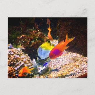 Tarjeta postal de peces