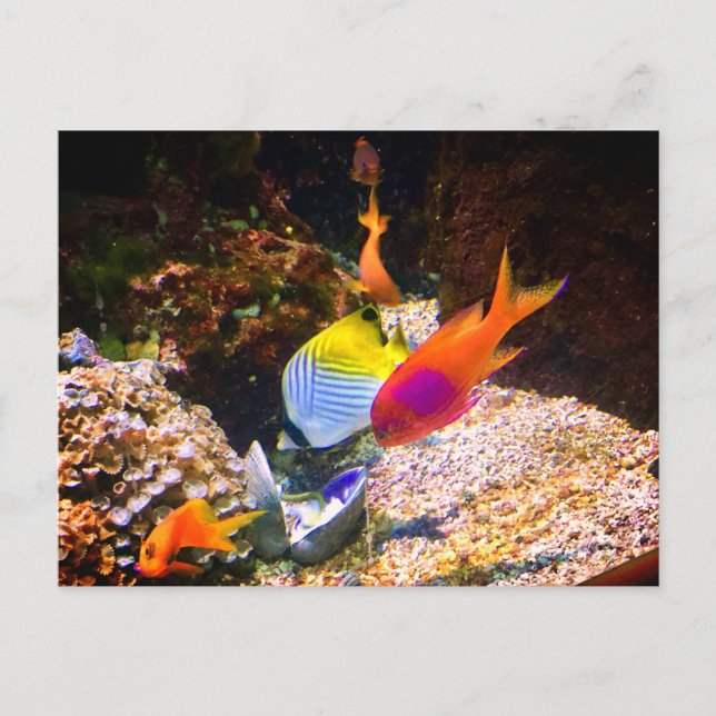 Tarjeta postal de peces (Anverso)