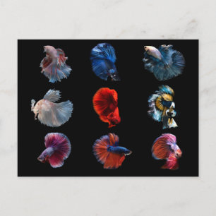Tarjeta postal de peces coloridos