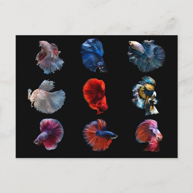 Tarjeta postal de peces coloridos (Anverso)