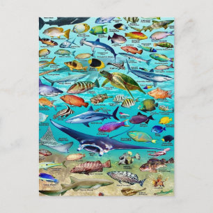 Tarjeta postal de peces y más peces