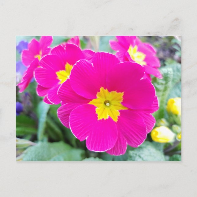 Tarjeta postal de Pensamientos Rosas en el Parque (Anverso)