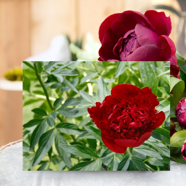 Tarjeta postal de peonía de encanto rojo (Capture timeless elegance with this Red Charm Peony, perfect for any nature lover.)