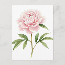 Tarjeta Postal de Peonía Rosa