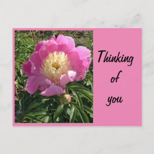 Tarjeta postal de peonía rosa