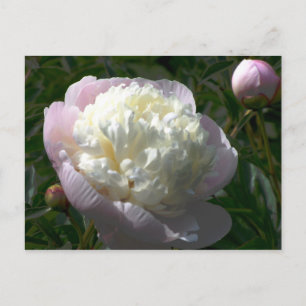 Tarjeta postal de peonías rosadas y crema