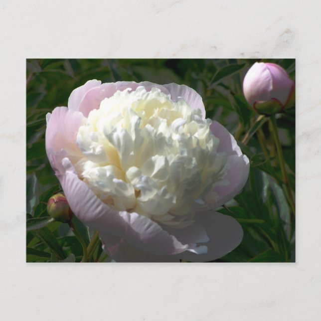 Tarjeta postal de peonías rosadas y crema (Anverso)
