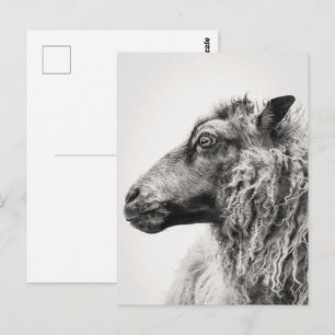 Tarjeta postal de perfil de oveja en blanco y negr