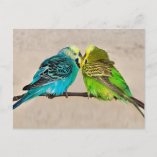 Tarjeta postal de periquitos enamorados