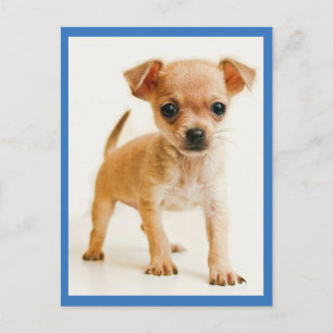 Tarjeta Postal de Perrito Cachorro Chihuahua Amoro