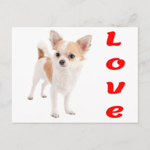 Tarjeta Postal de Perrito Chihuahua Amor