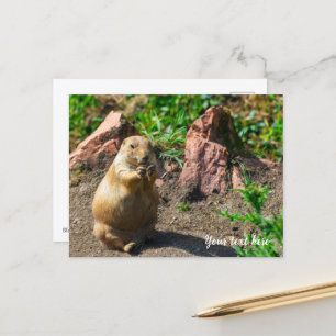 Tarjeta postal de perrito de la pradera de cola ne