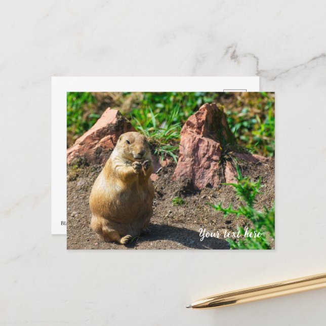 Tarjeta postal de perrito de la pradera de cola ne (Anverso/Reverso In Situ)