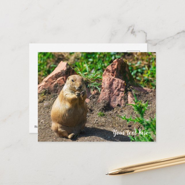 Tarjeta postal de perrito de la pradera de cola ne (Anverso/Reverso In Situ)