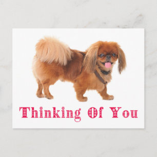 Tarjeta Postal de Perrito Pekingese 'Pensando en T