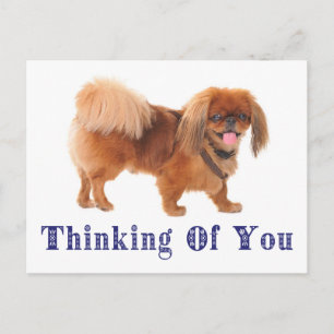 Tarjeta Postal de Perrito Pekingese 'Pensando en T