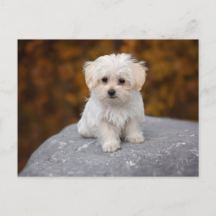Tarjeta Postal de Perro Blanco Adorable