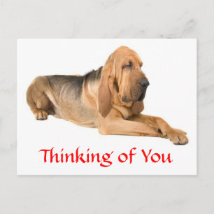 Tarjeta Postal de Perro Bloodhound Pensando en Ti