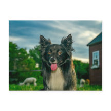 Tarjeta postal de perro Border Collie blanco y neg