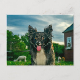 Tarjeta postal de perro Border Collie blanco y neg