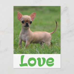 Tarjeta postal de perro cachorro Chihuahua amor