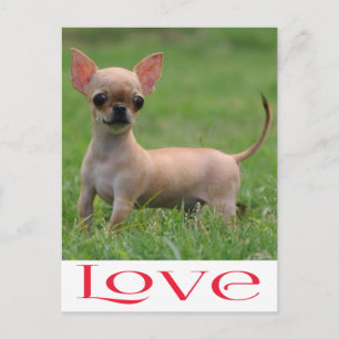 Tarjeta Postal de Perro Cachorro Chihuahua Amor