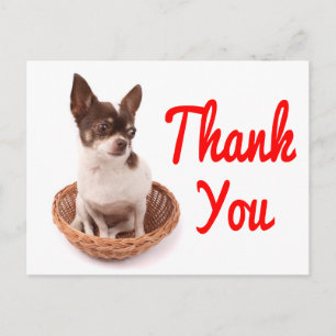 Tarjeta Postal de Perro Cachorro Chihuahua Gracias