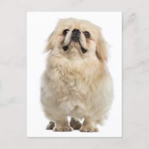 Tarjeta postal de perro con pipa de Pekín