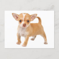 Tarjeta postal de perro de cachorro Chihuahua