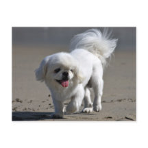 Tarjeta postal de perro en blanco con pipa pekinge