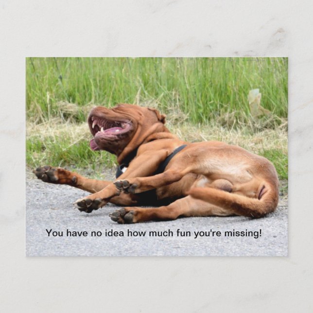 Tarjeta postal de perro riendo divertida (Anverso)
