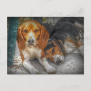 Tarjeta Postal de Perros Beagle Adorables