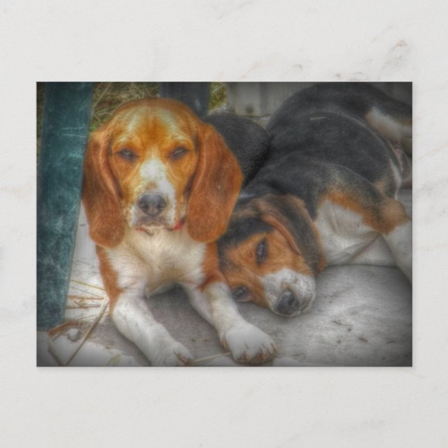 Tarjeta Postal de Perros Beagle Adorables (Anverso)