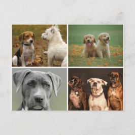 TARJETA POSTAL DE PERROS ELEGANTS