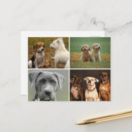 TARJETA POSTAL DE PERROS ELEGANTS