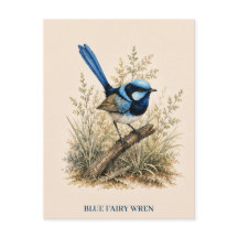 Tarjeta postal de Petirrojo azul | Edición Bush