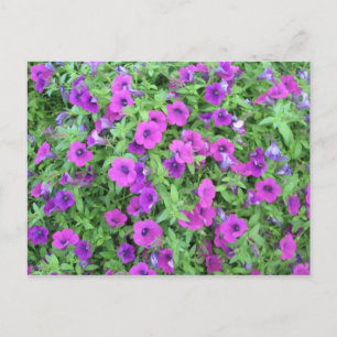 Tarjeta Postal de Petunias Púrpuras
