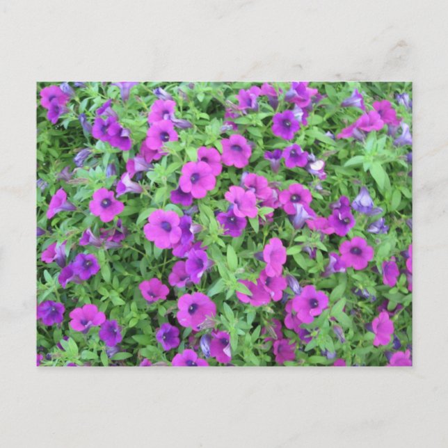 Tarjeta Postal de Petunias Púrpuras (Anverso)