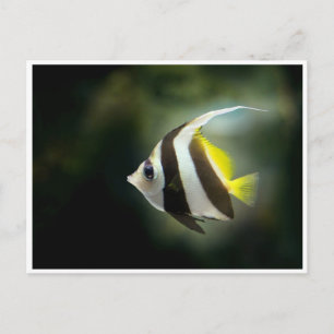 Tarjeta postal de pez ángel amarillo negro y blanc