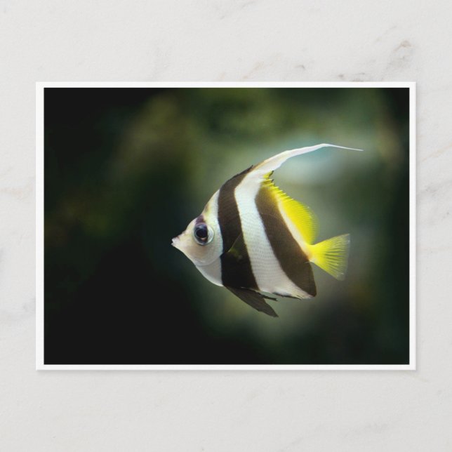 Tarjeta postal de pez ángel amarillo negro y blanc (Anverso)