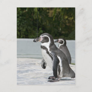 Tarjeta postal de pingüino de Magallanes