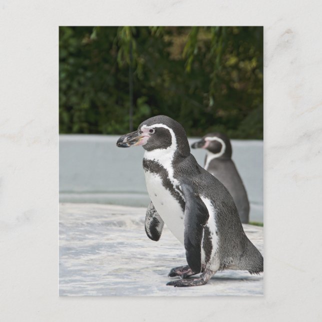 Tarjeta postal de pingüino de Magallanes (Anverso)
