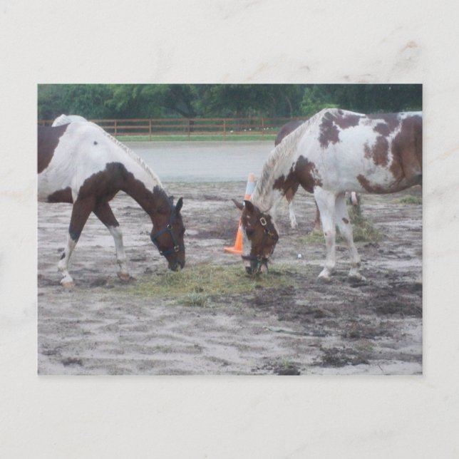 Tarjeta postal de pintura/pintura (Anverso)