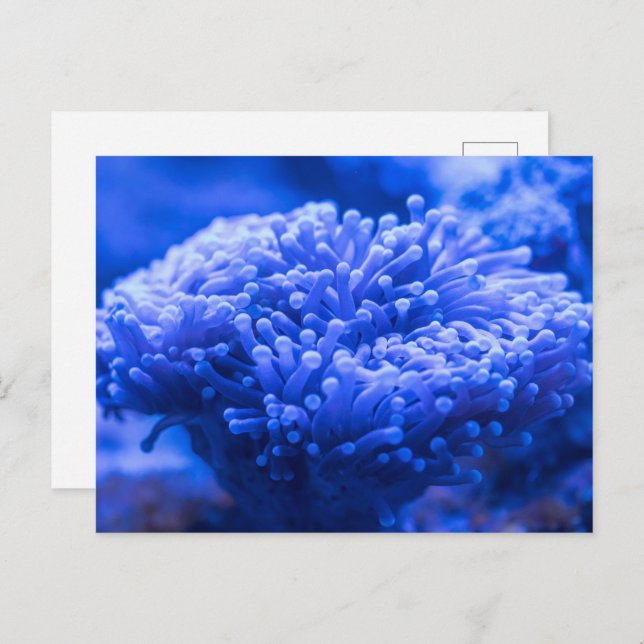 Tarjeta Postal de Piso con Vista al Mar Moderna (Anverso / Reverso)