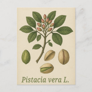 Tarjeta postal de pistacho vera