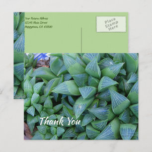 Tarjeta postal de planta suculenta verde de agrade