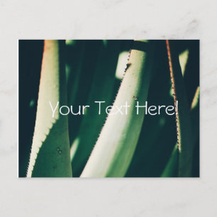 Tarjeta postal de plantas de aloe verde pálido fun