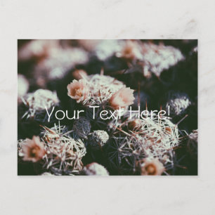 Tarjeta Postal de Plantas de Cactus Floridas en Fl