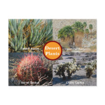 Tarjeta postal de plantas del desierto