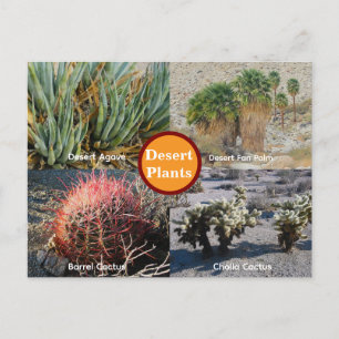 Tarjeta postal de plantas del desierto